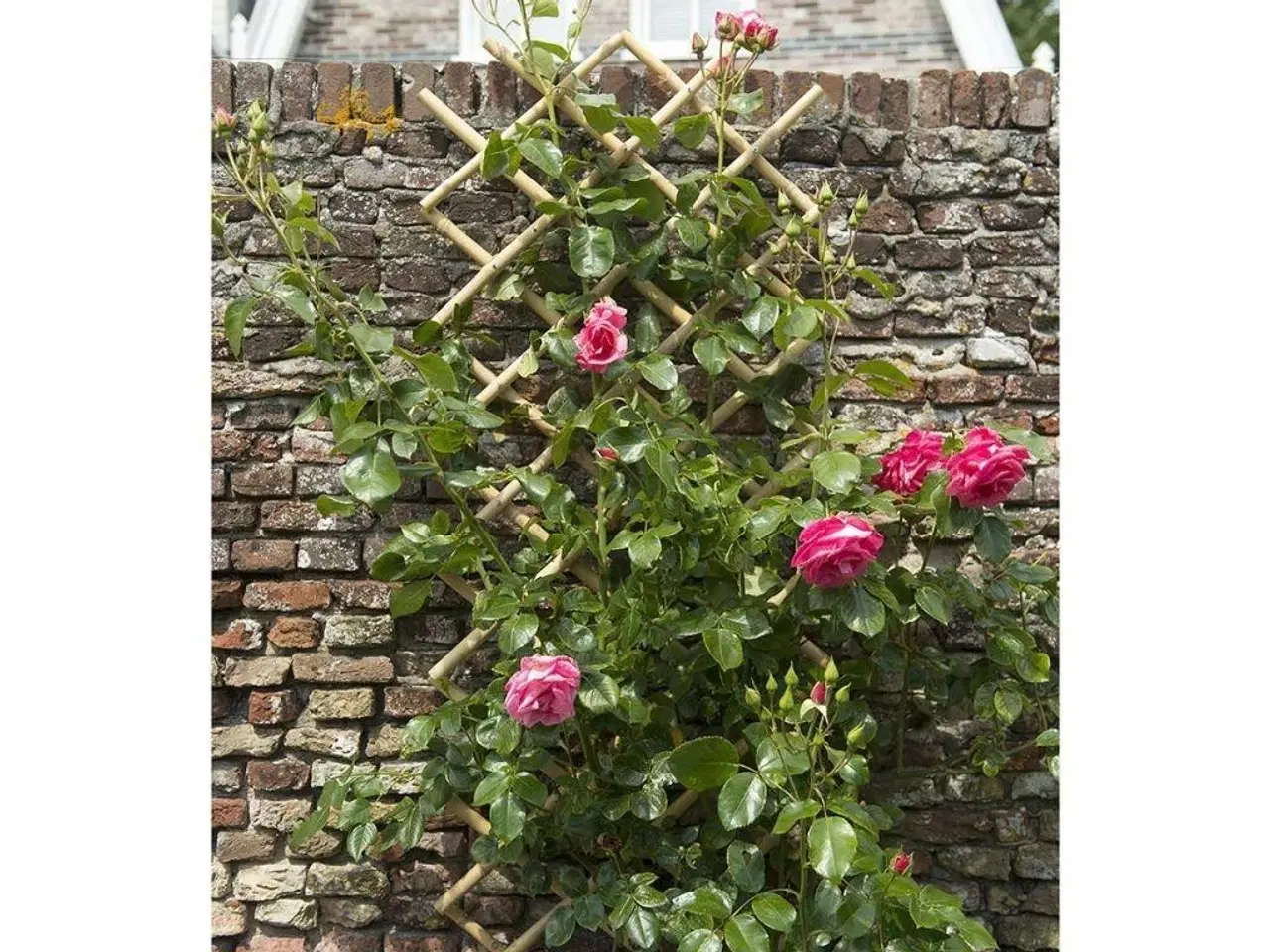 Billede 3 - haveespalier 100 x 200 cm bambus