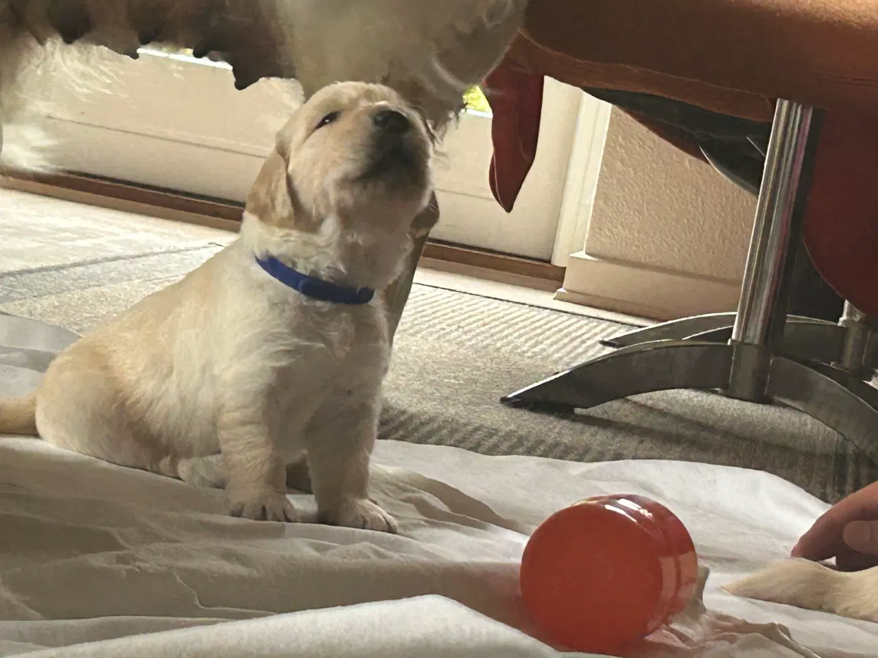 Billede 7 - Skønne gyldne Golden Retriever hvalpe