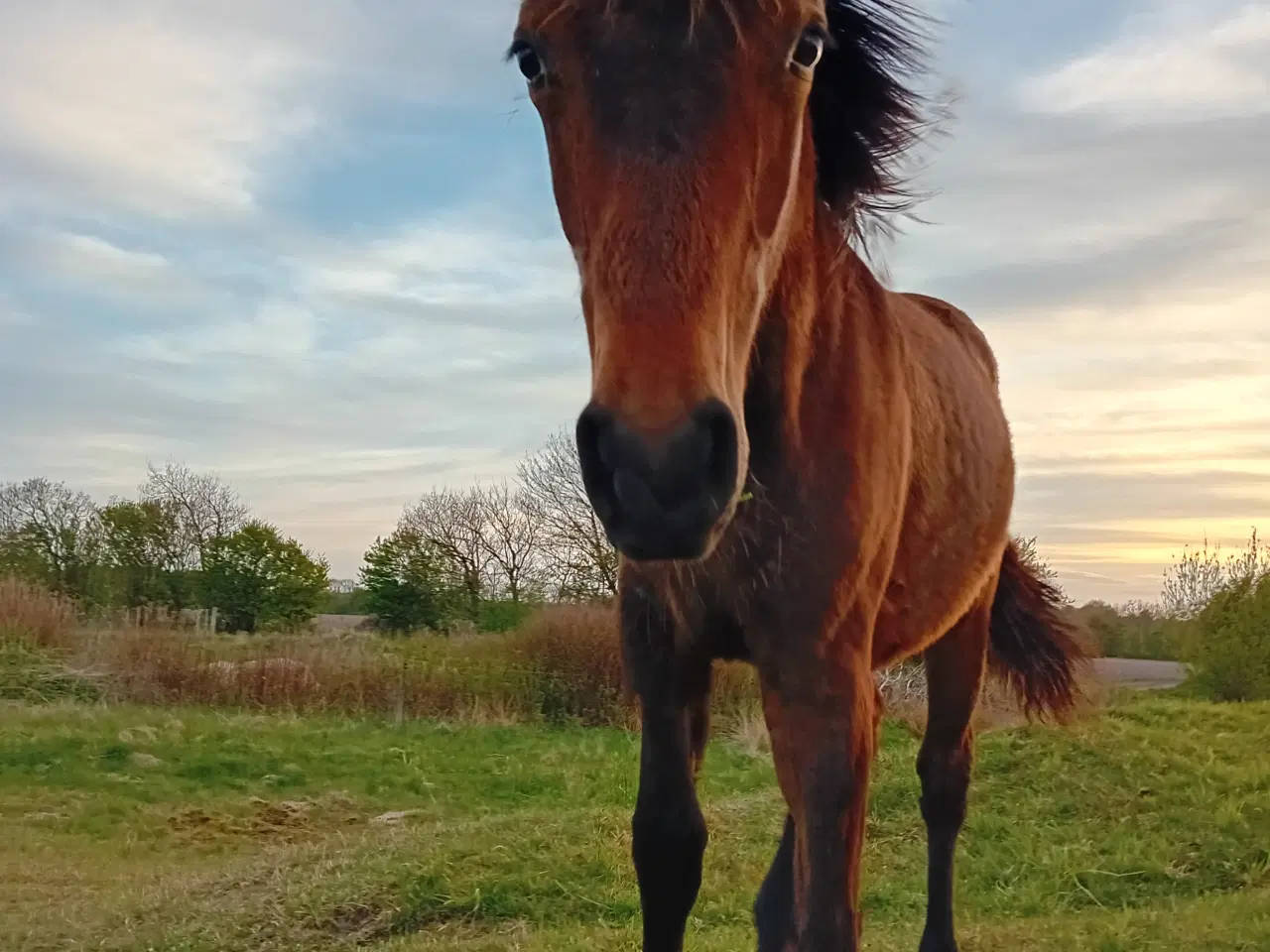 Billede 3 - Max 1'er pony