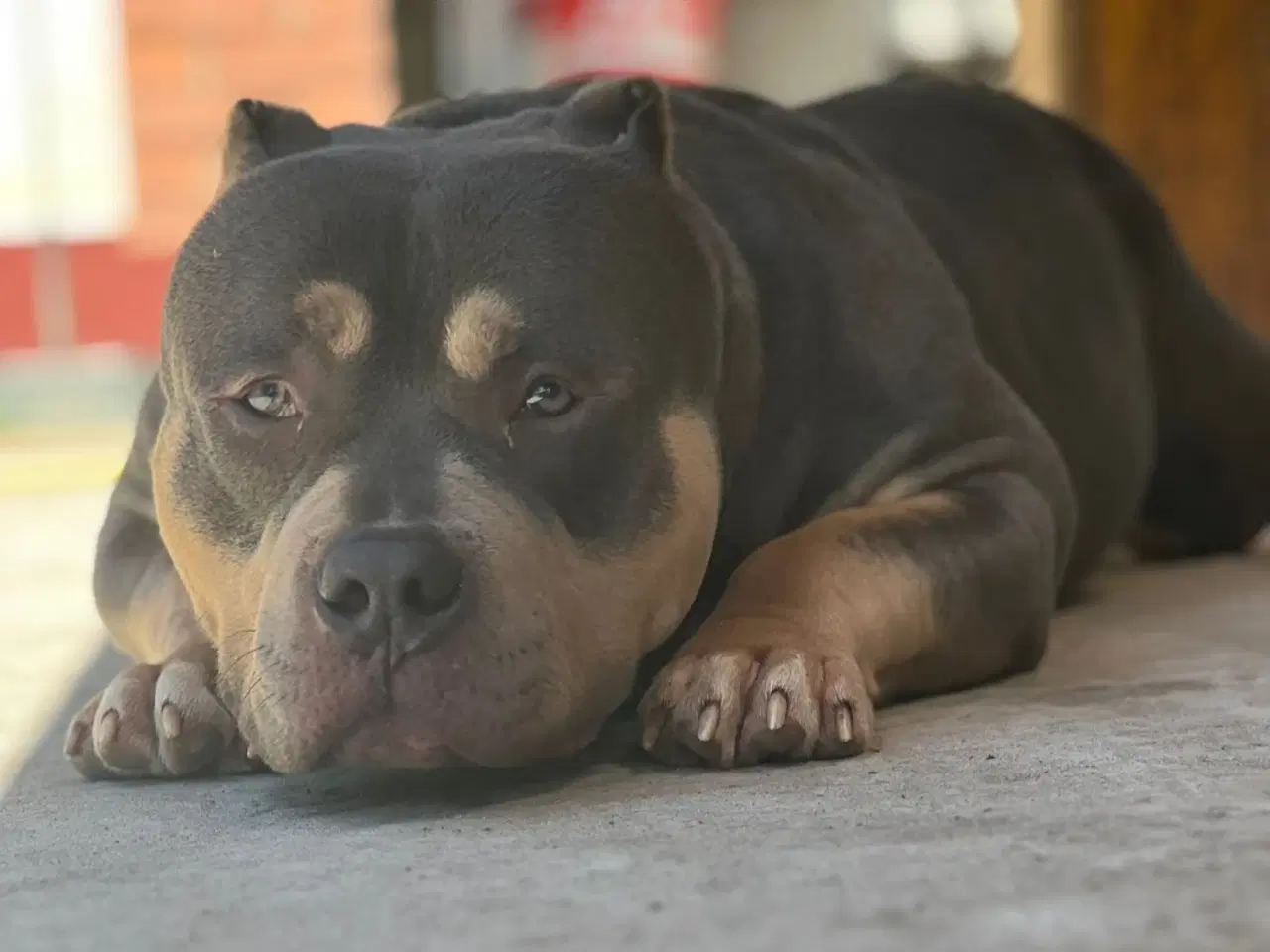 Billede 2 - American Bully Pocket ABKC 