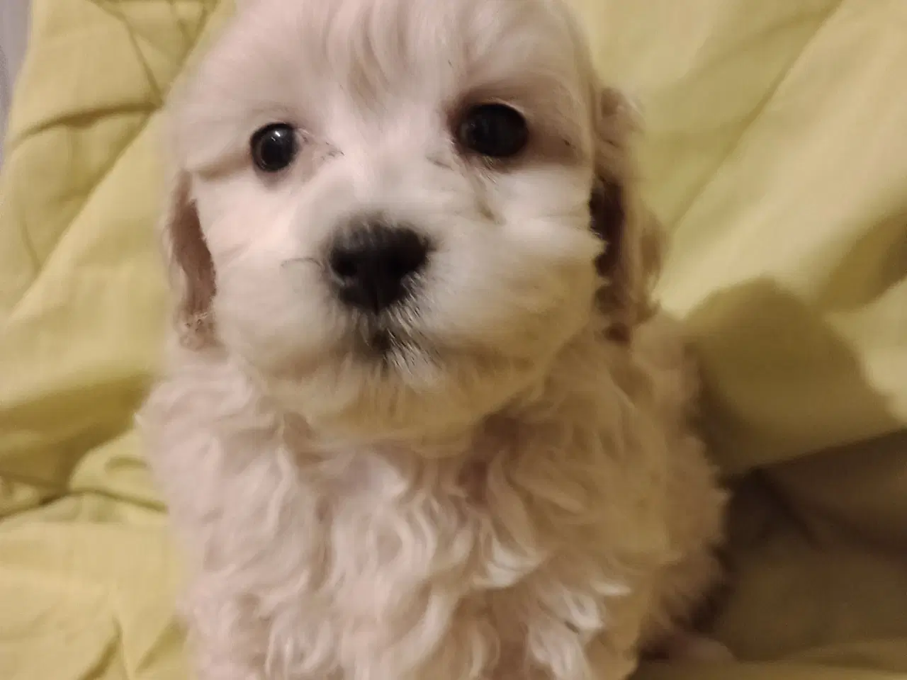 Billede 2 - Maltipoo hvalpe