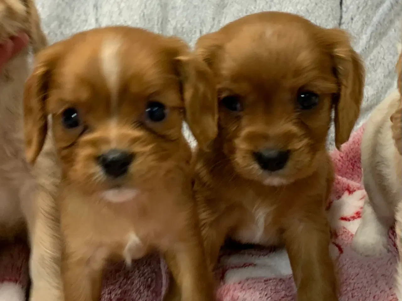 Billede 6 - De yndigste cavapoo babyer 