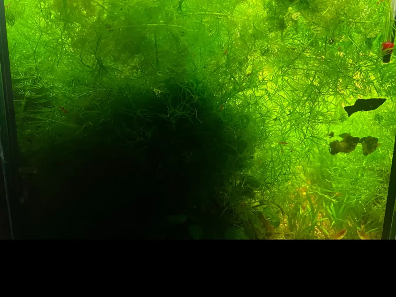 Billede 2 - 1 pose planter fra 45 kr 