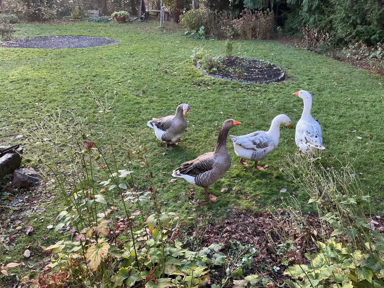 Billede 1 - GÅS - 5 år gammel