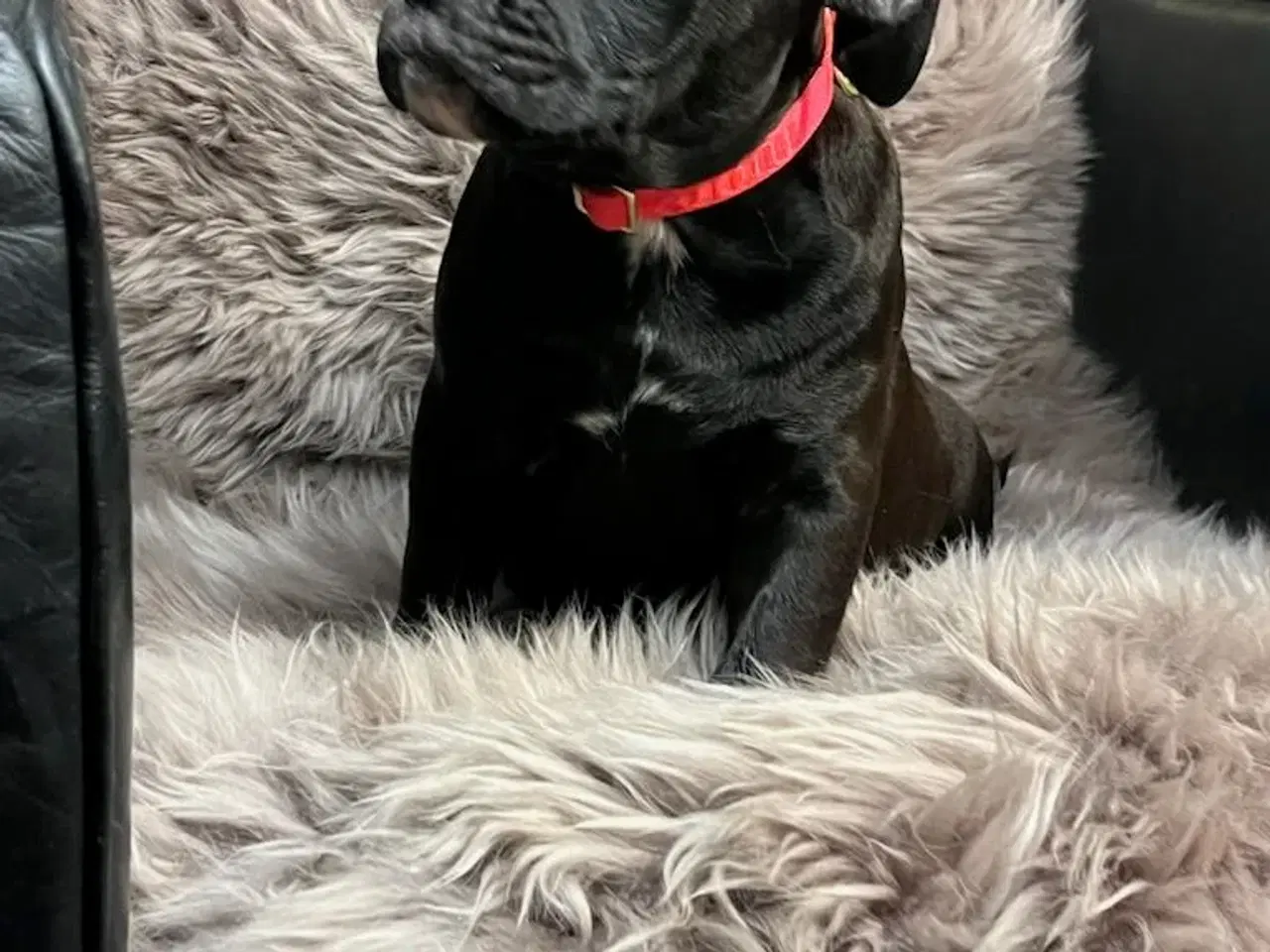 Billede 4 - Old english bulldog