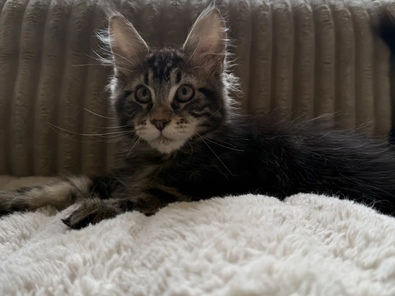 Billede 5 - Maine coon dreng med stamtavle