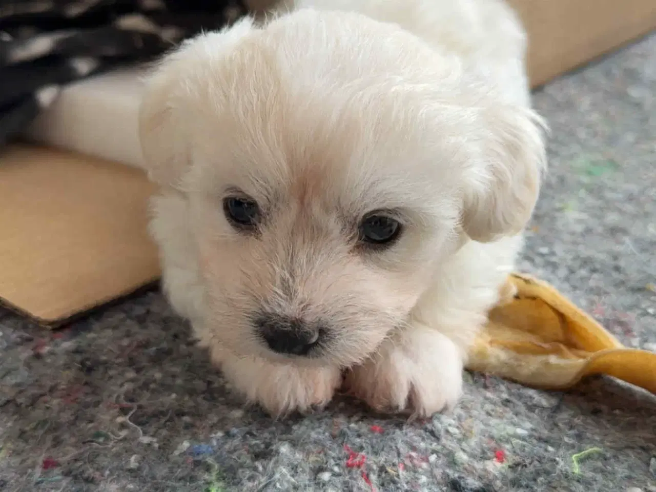 Billede 5 - 3 lækre malteser/bichon havanais hvalpe