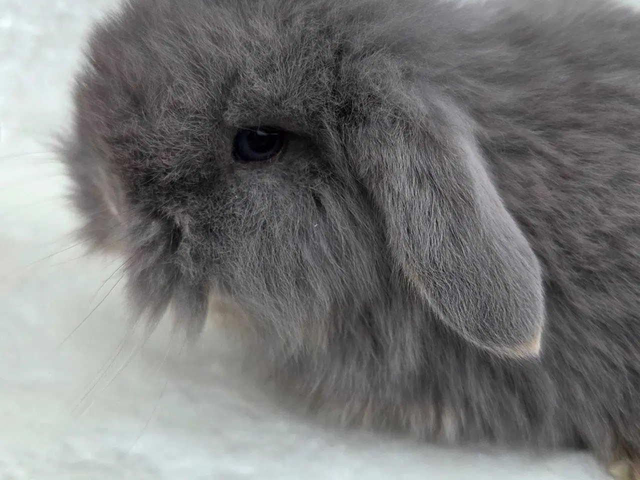 Billede 9 - Minilop / lionlop unger 