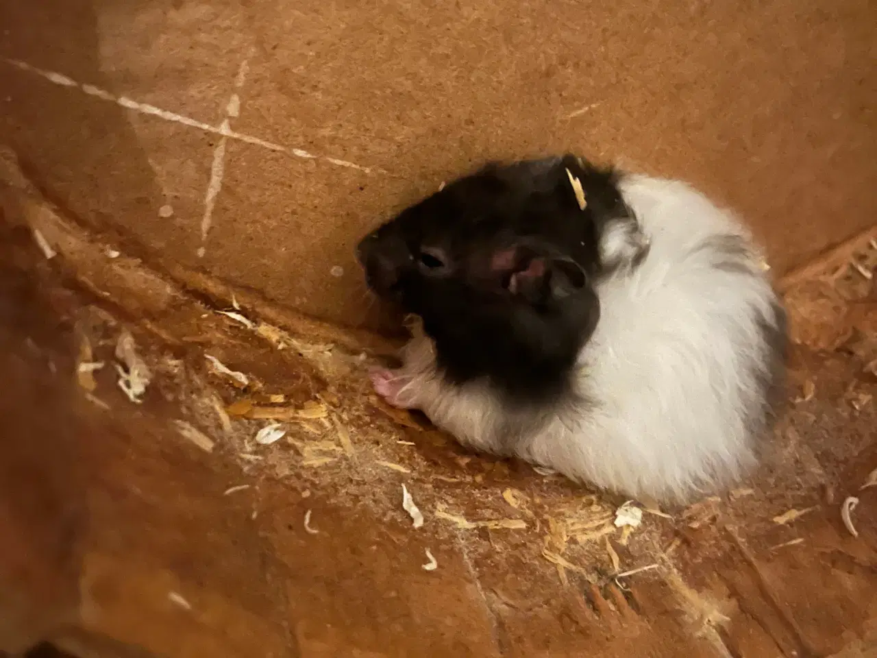 Billede 1 - Hamster