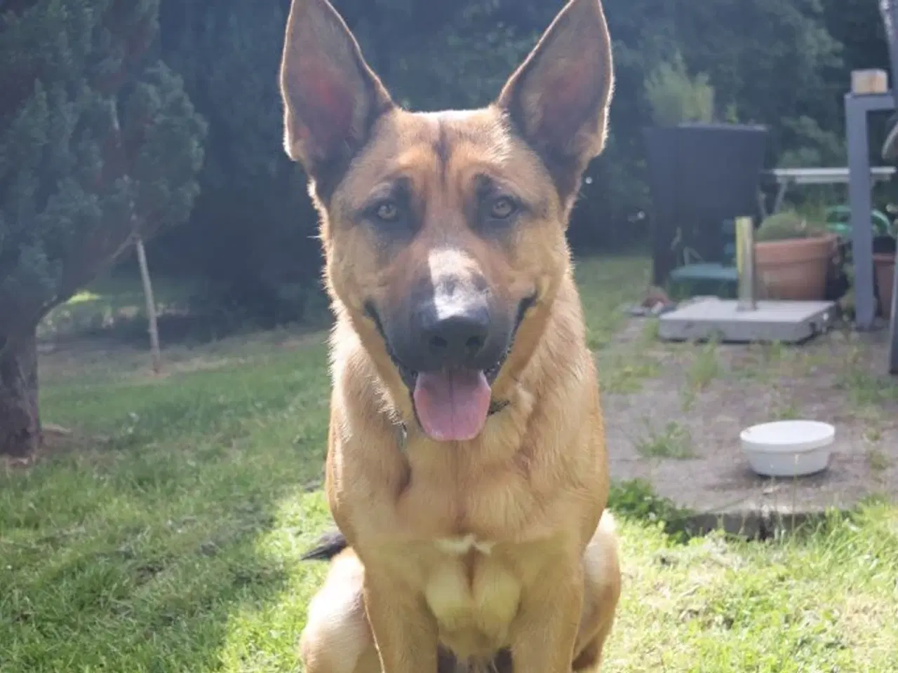 Billede 10 - Schæfer/Rottweiler blanding