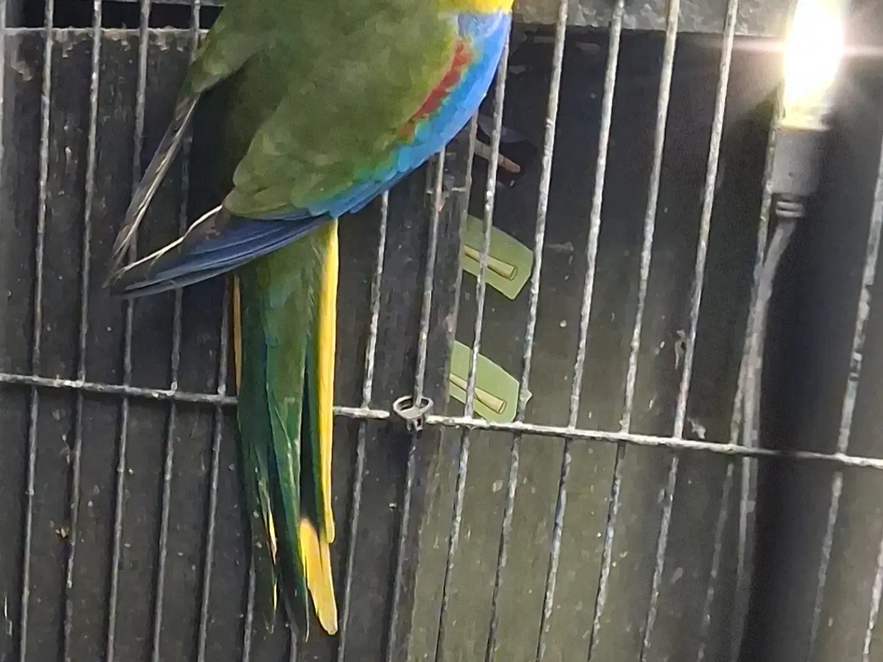 Billede 3 - 2 stk sangparakit sælges 