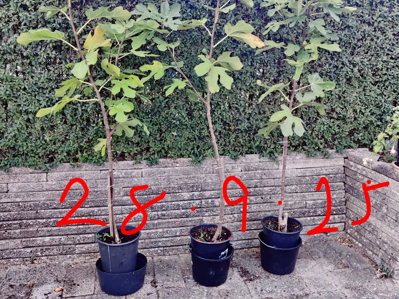 Billede 5 - Fignetræer opstammet