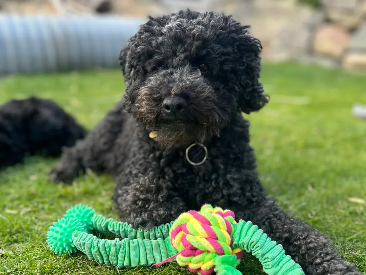 Billede 14 - Cavapoo-hvalpe 4 tilbage