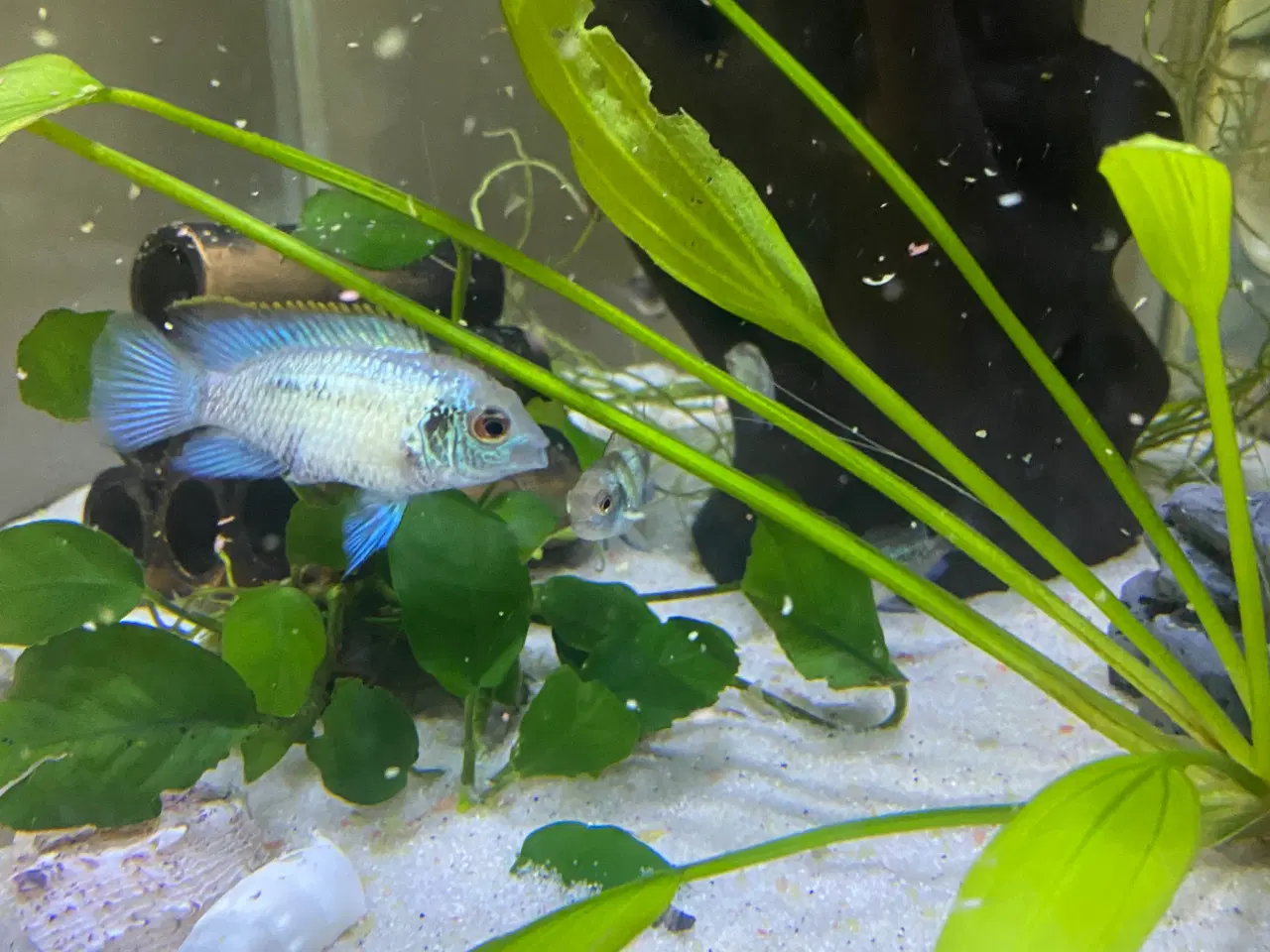 Billede 1 - Electric blue acara