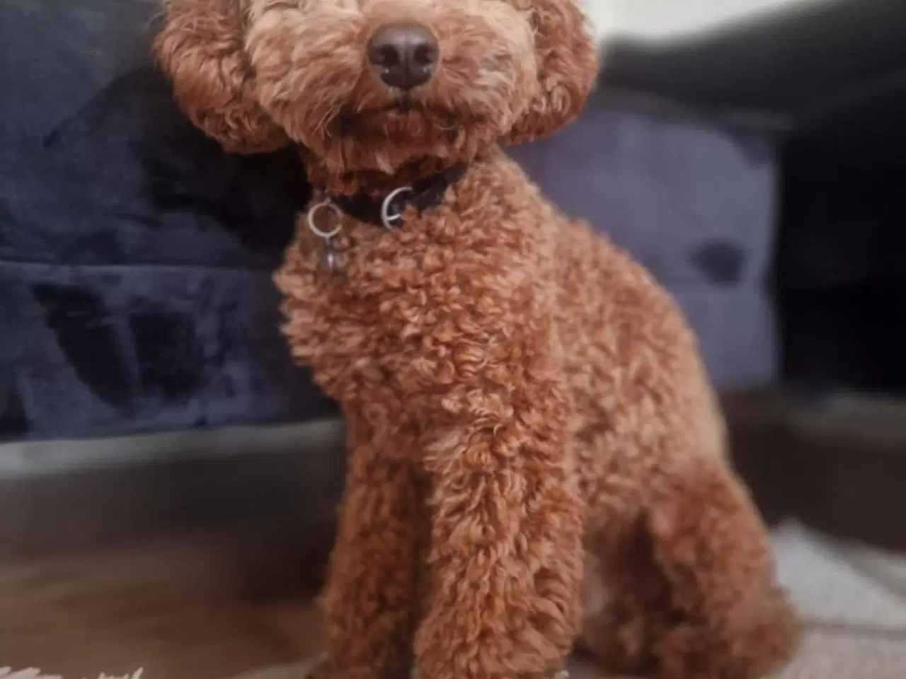 Billede 4 - Dværgpuddel Lui