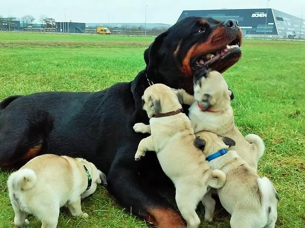 Billede 5 - Sjælden Cane Corso x rottweiler hybrid