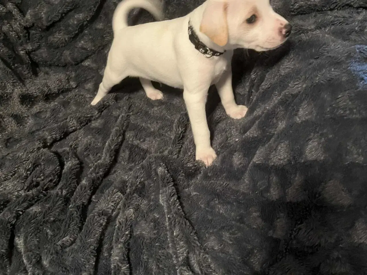 Billede 5 - Dansk svensk gårdhund 