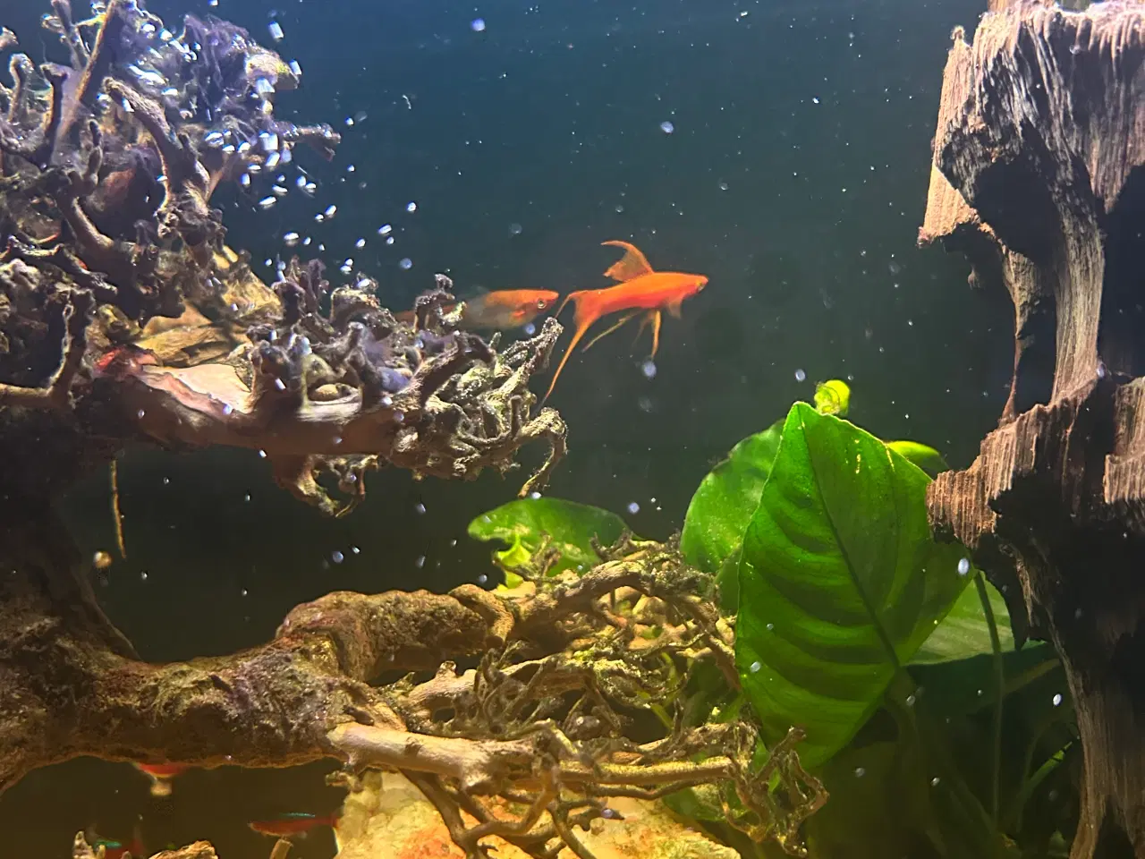 Billede 10 - Fineste akvarie + indhold sælges.