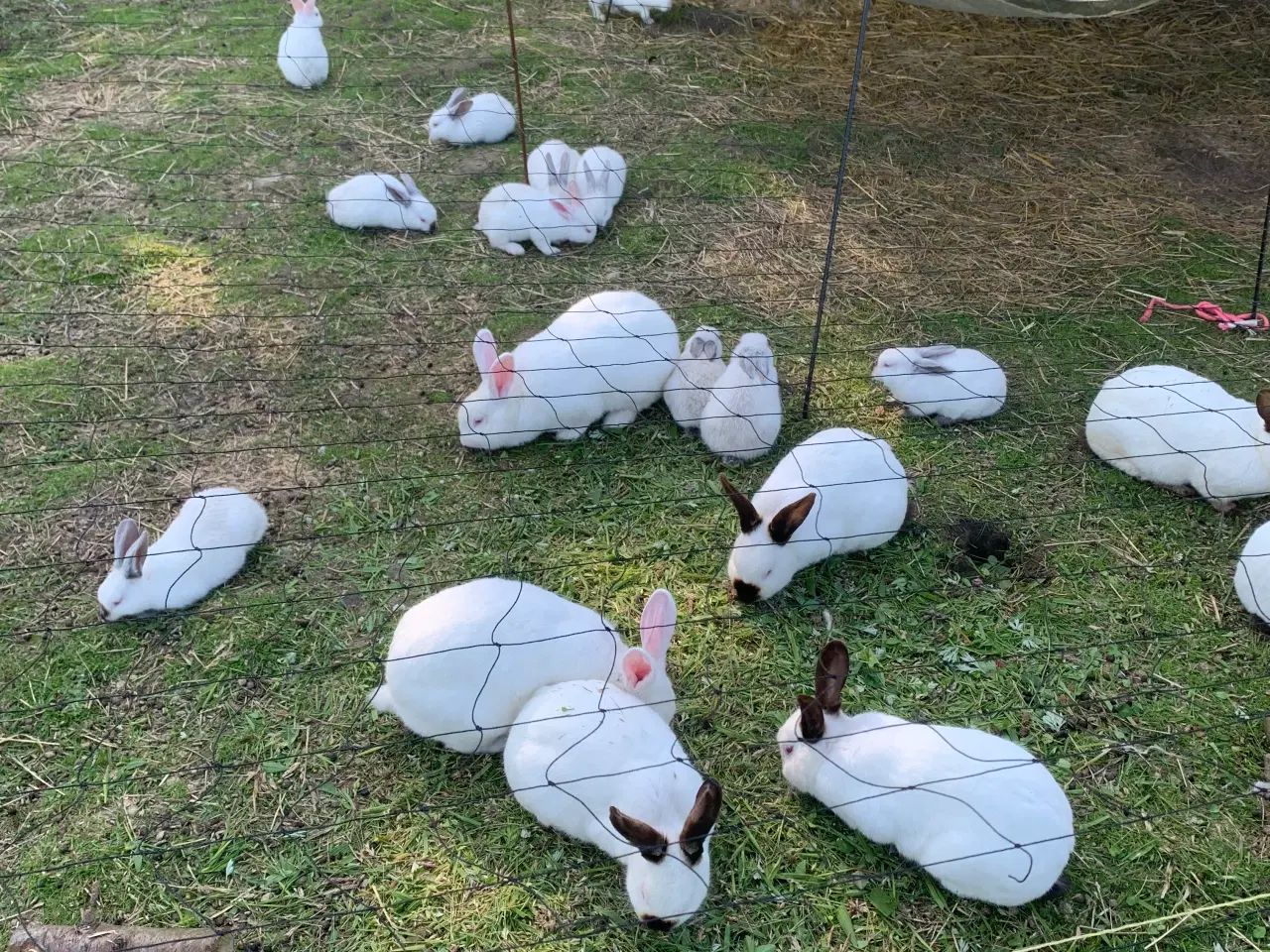 Billede 1 - 🐇Søde New Zealand/California kaniner🐇