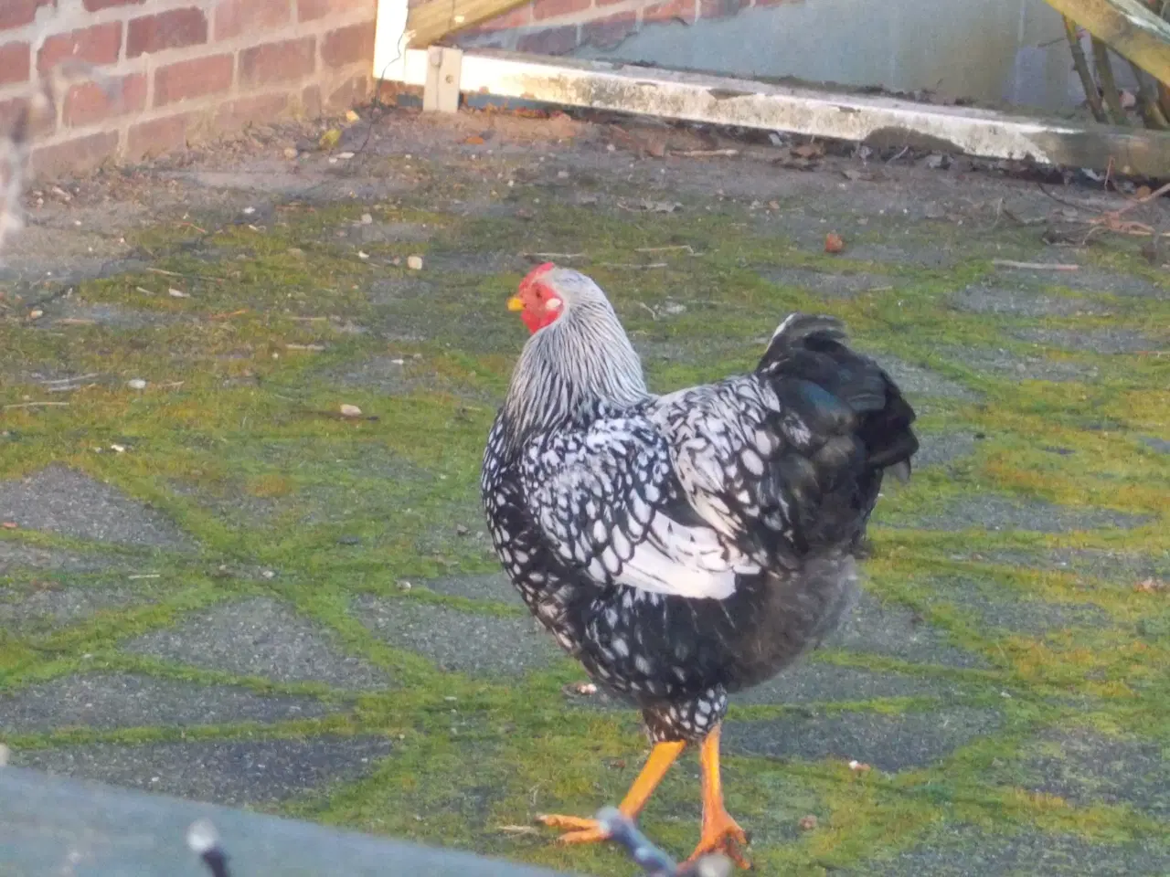 Billede 3 - Wyandot haner  sort sølv randet