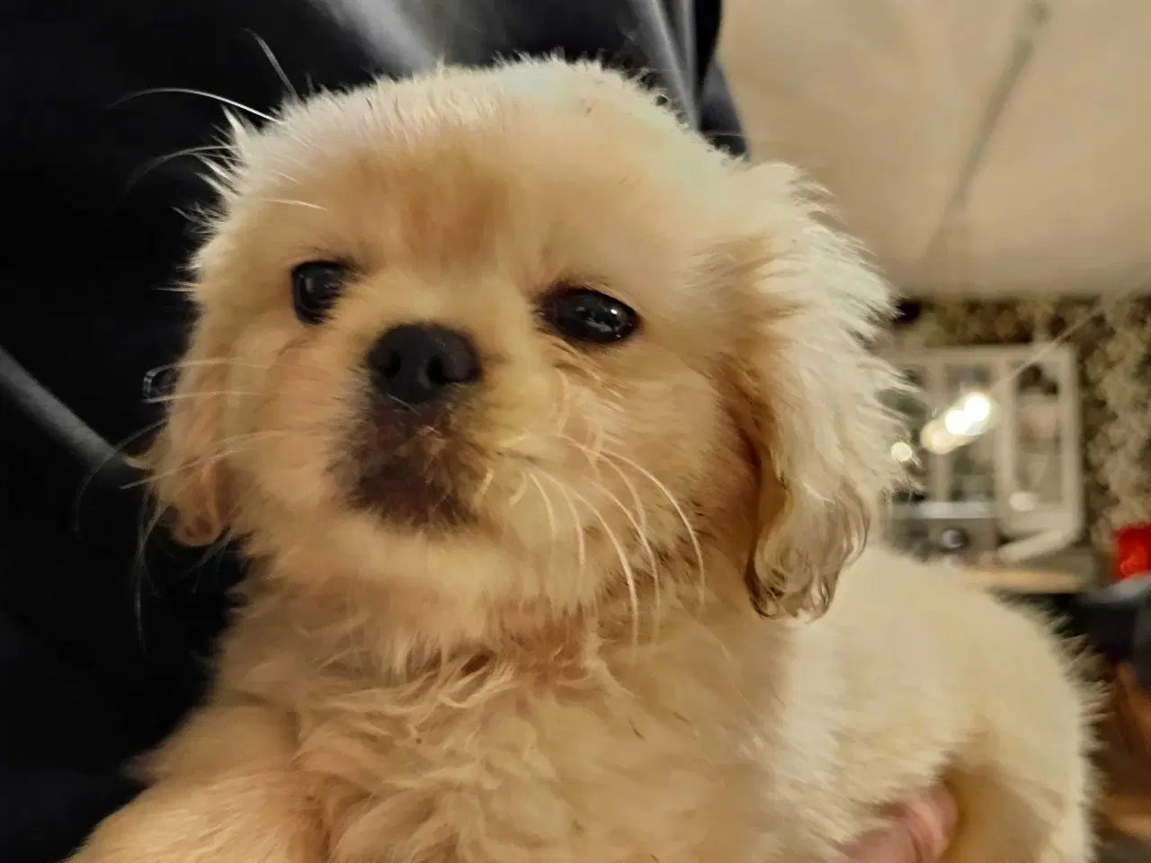 Billede 7 - Lækre hvapser 