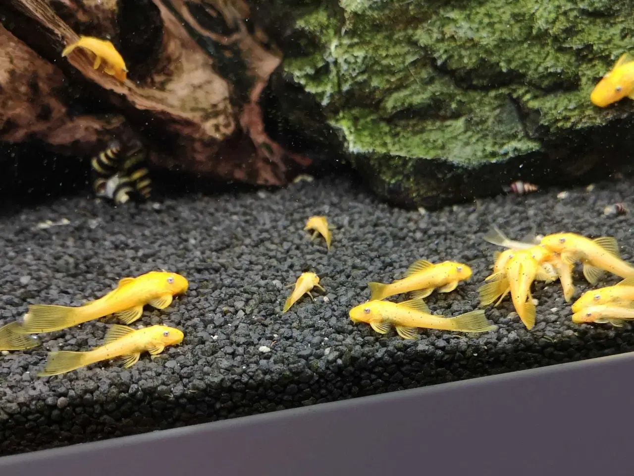 Billede 3 - Skønne L144 malleunger