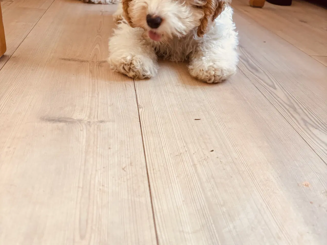 Billede 3 - En Cockapoo han hvalp til 