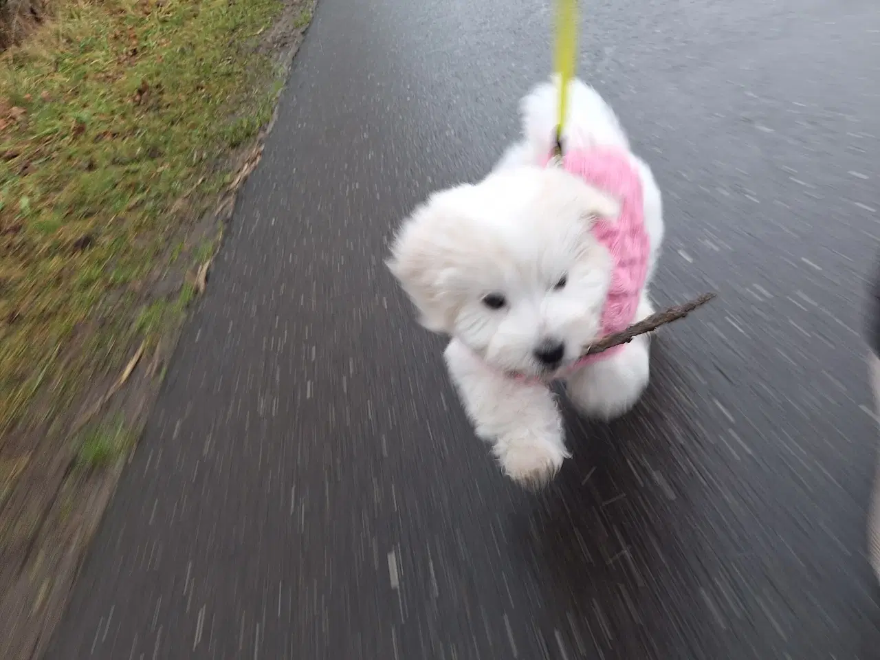 Billede 7 - Coton de tulear / bomuldshund