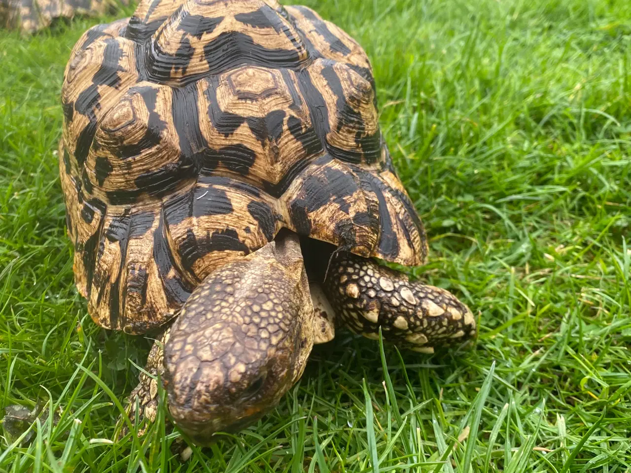 Billede 2 - Leopard skildpadder 