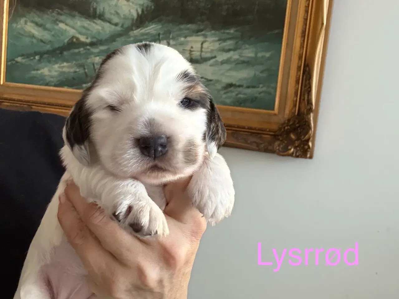 Billede 3 - Racerene Cocker Spaniel til salgs 🎄