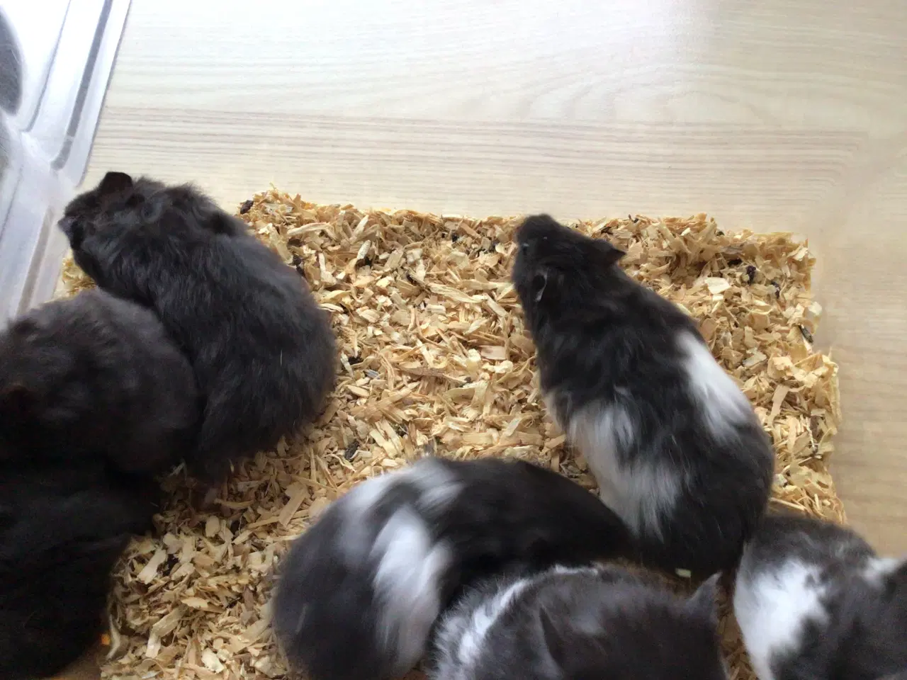 Billede 2 - Guldhamster unger