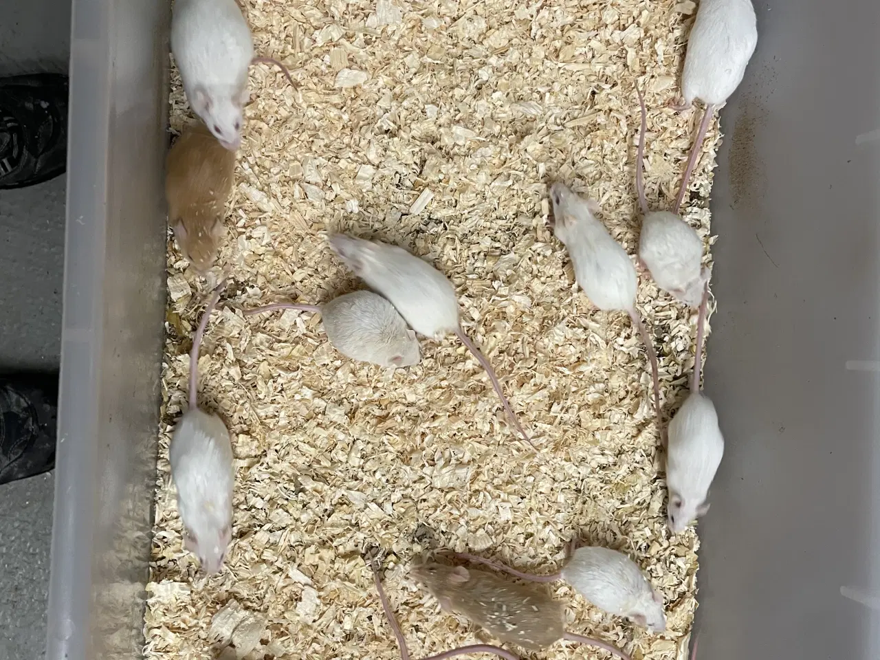 Billede 2 - Mus i forskellige farver