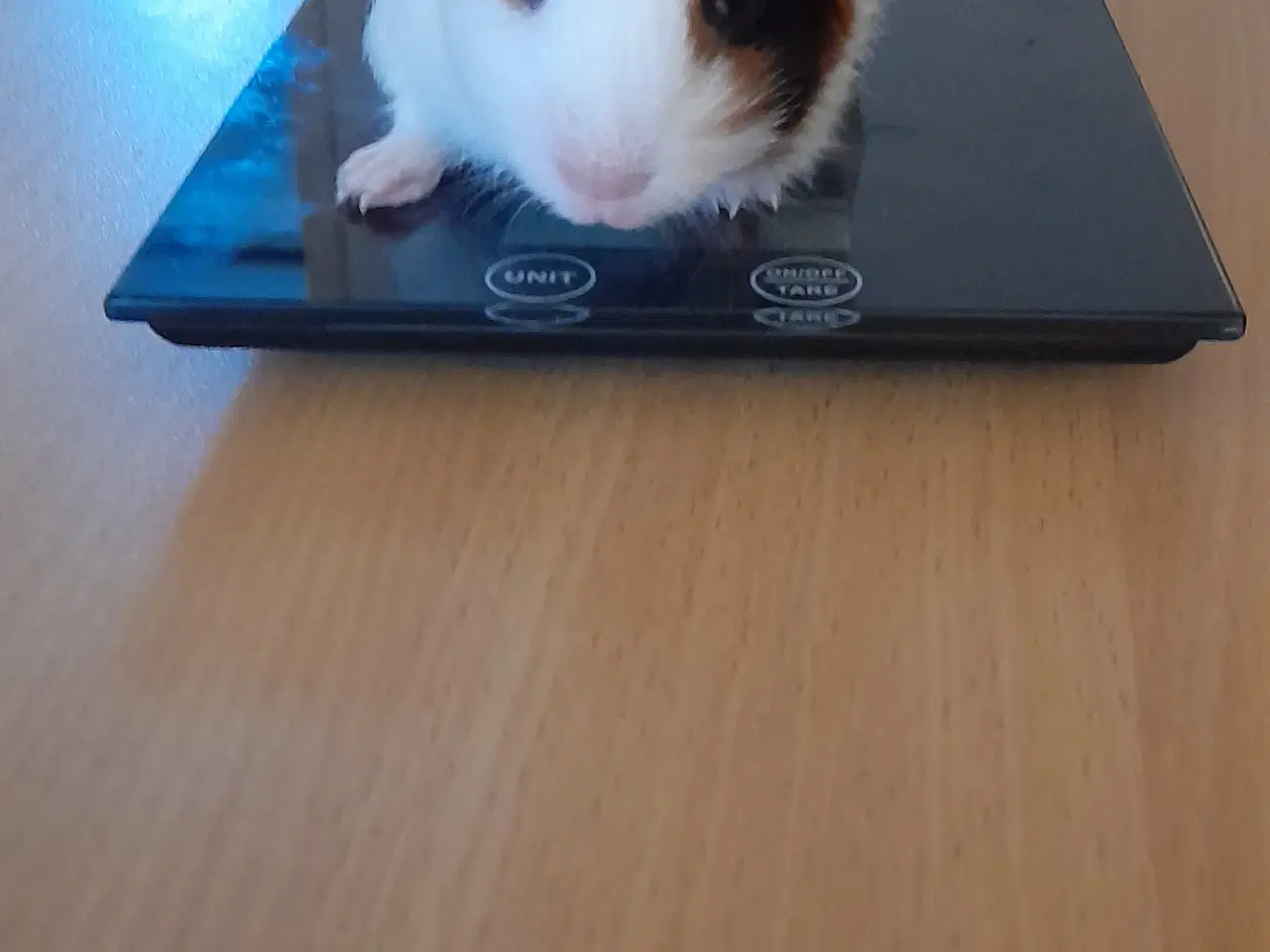 Billede 1 - Marsvin hun 