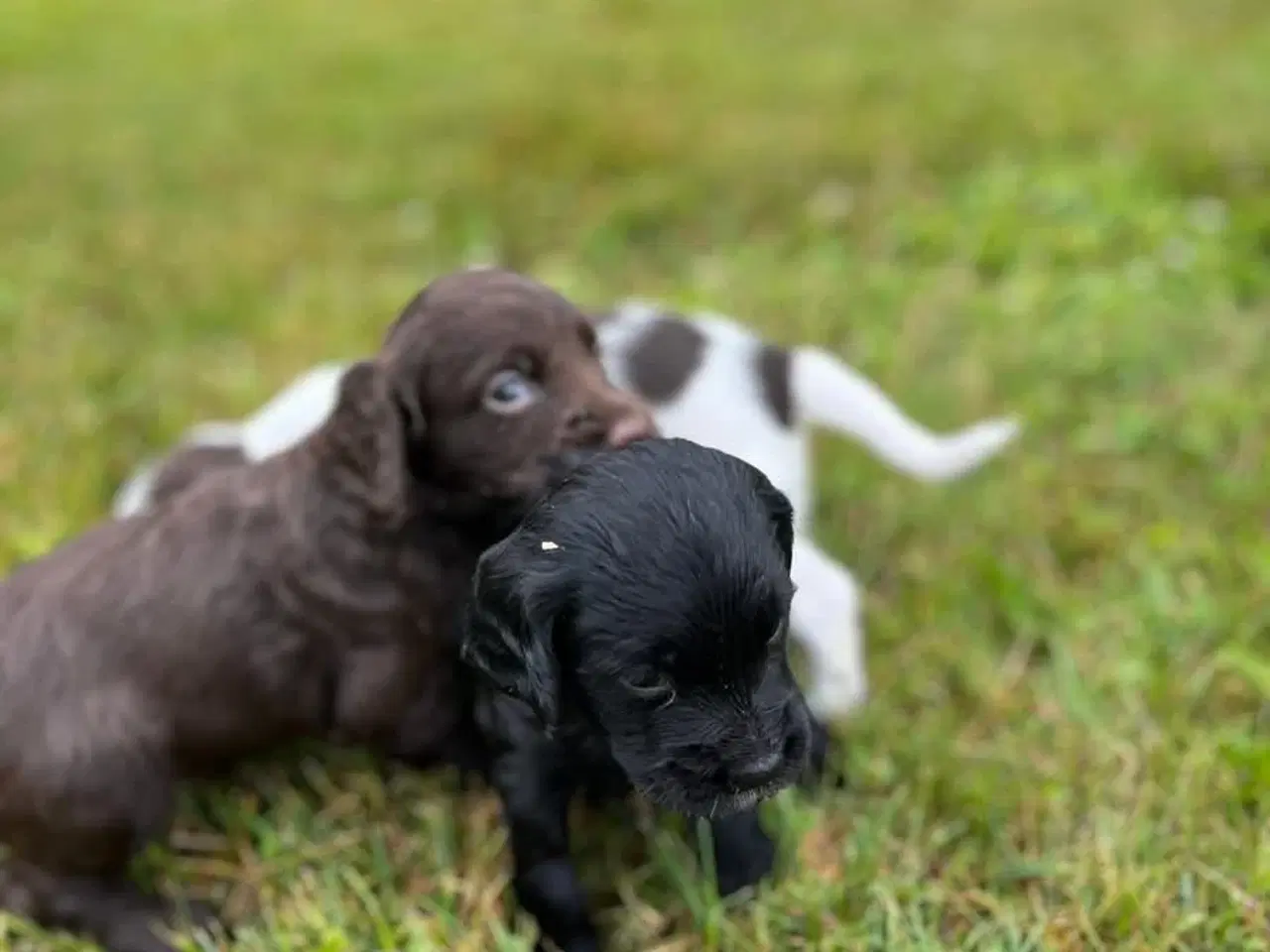 Billede 6 - Ft cocker spaniels hundehvalpe