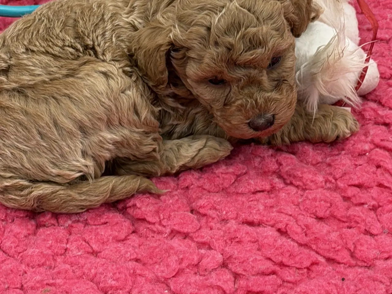 Billede 6 - 🐶✨ 1 skønne Havapoo piger søger deres for-altid-h