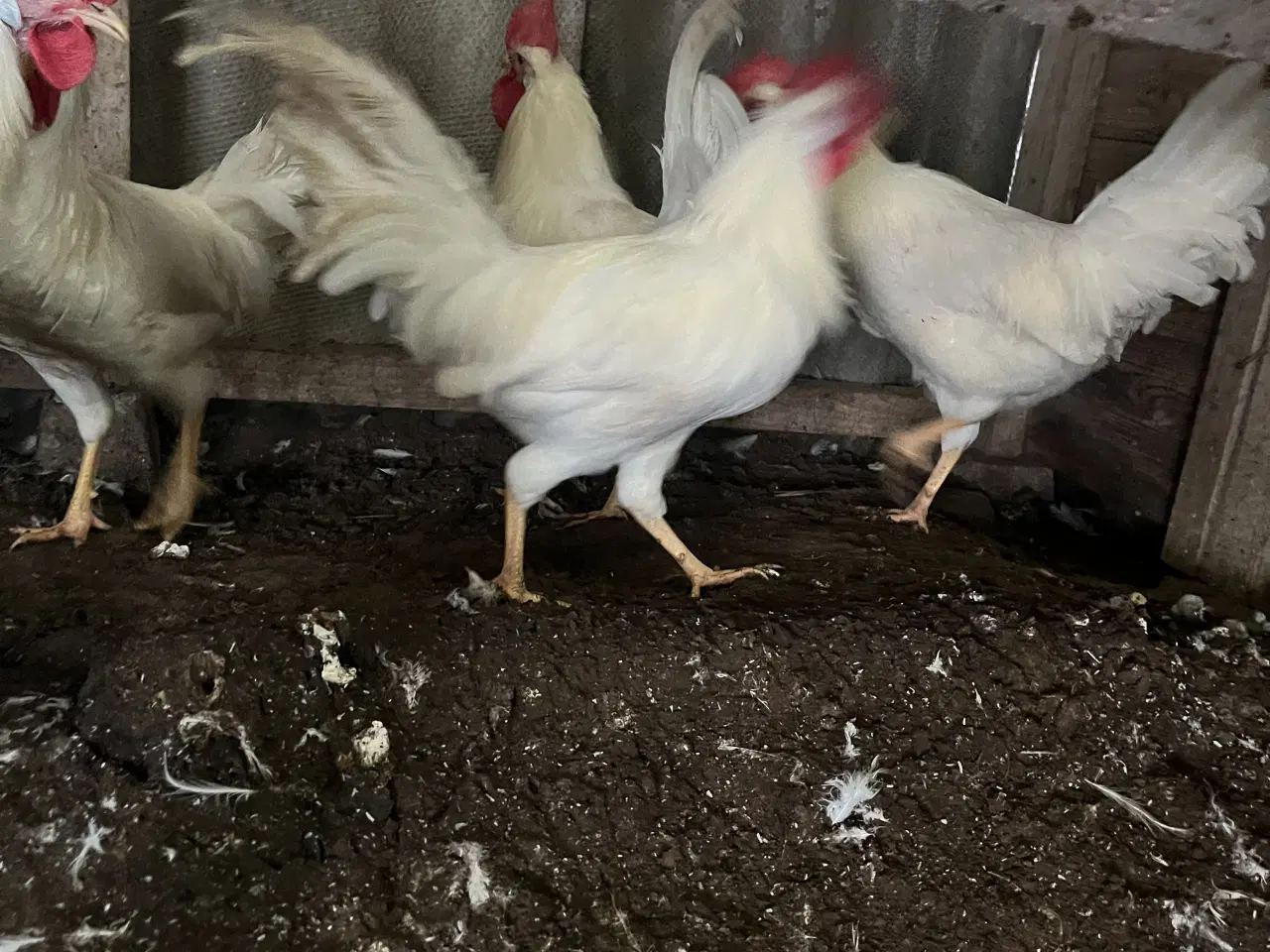 Billede 1 - Hvid italiener