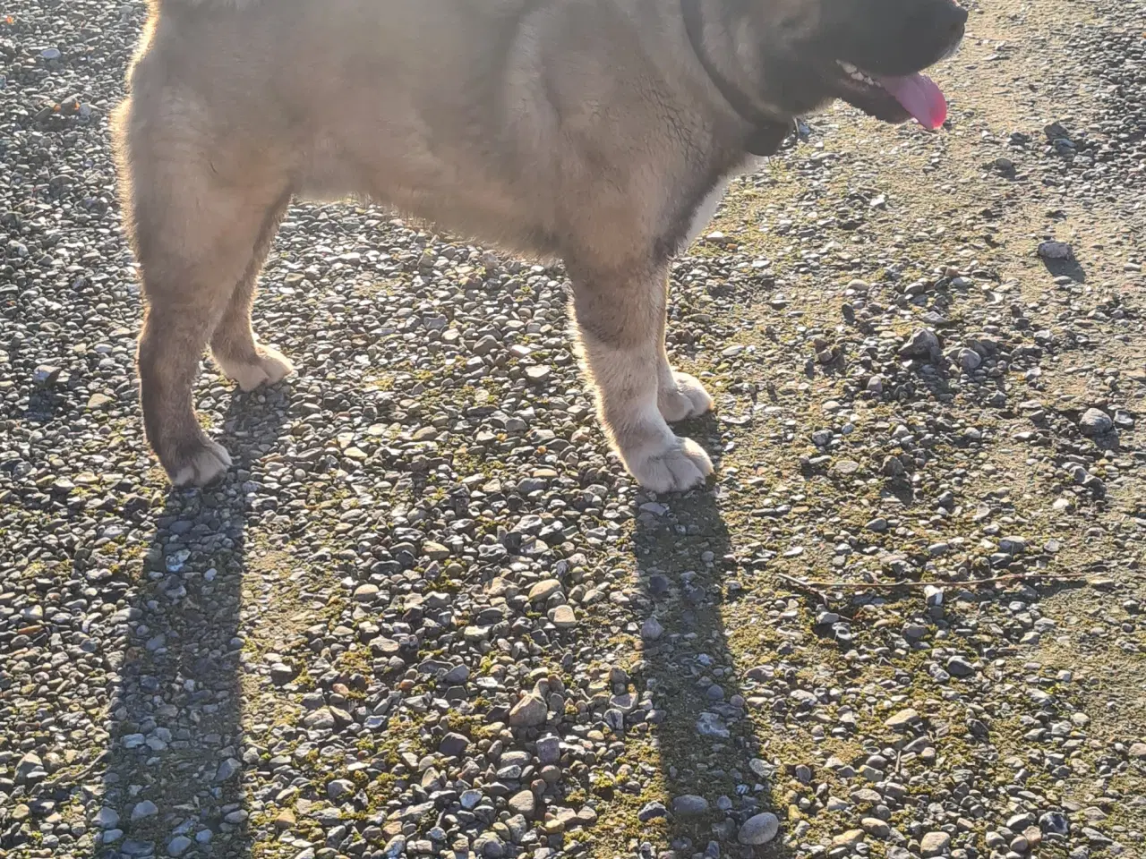 Billede 5 - Hundehvalpe American Akita