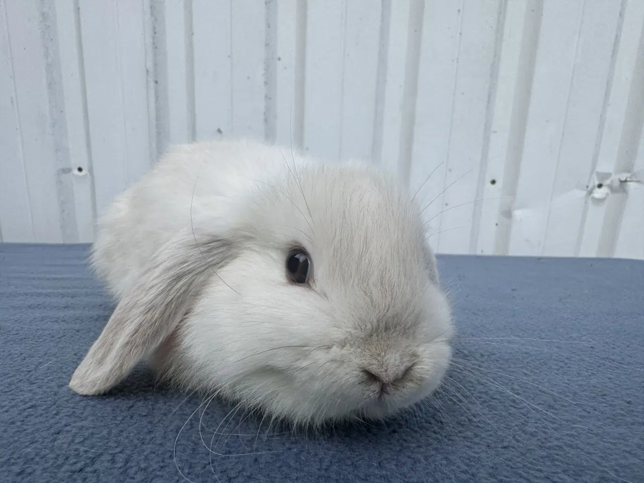 Billede 5 - Mini lop hunkanin