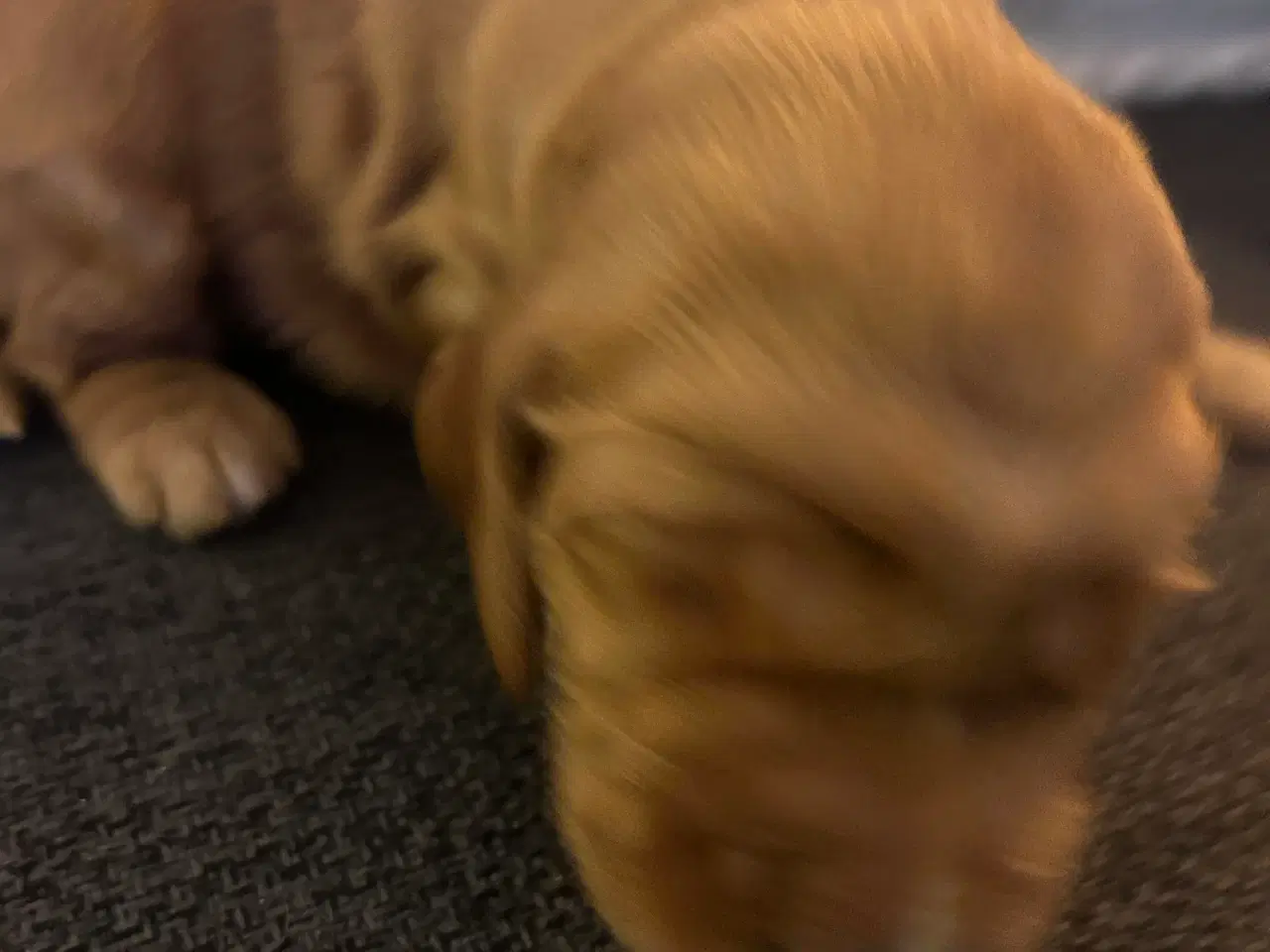 Billede 3 - Engelsk cockerspaniel hvalpe sælges