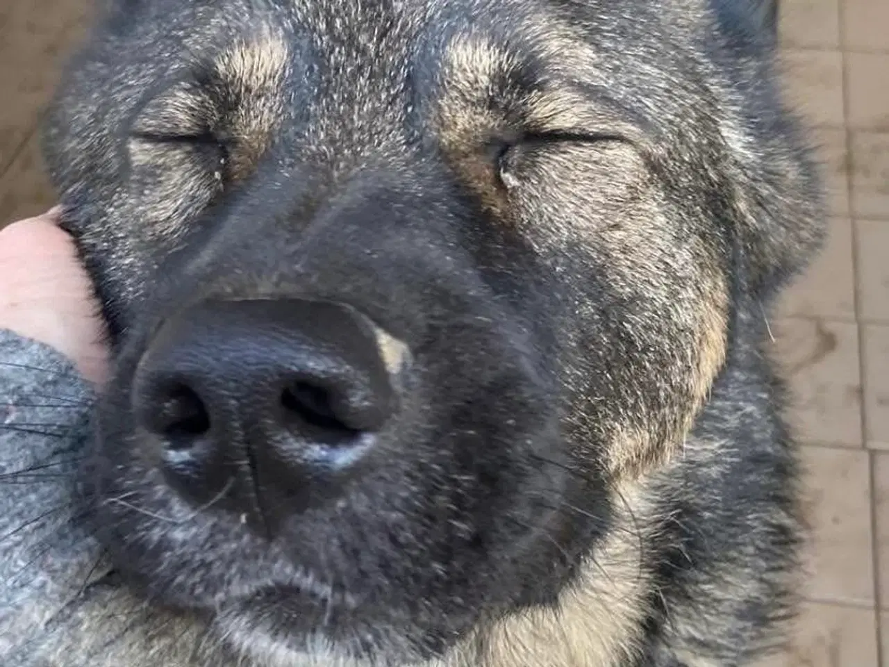 Billede 14 - Skøn bamse søger familie! 🤎