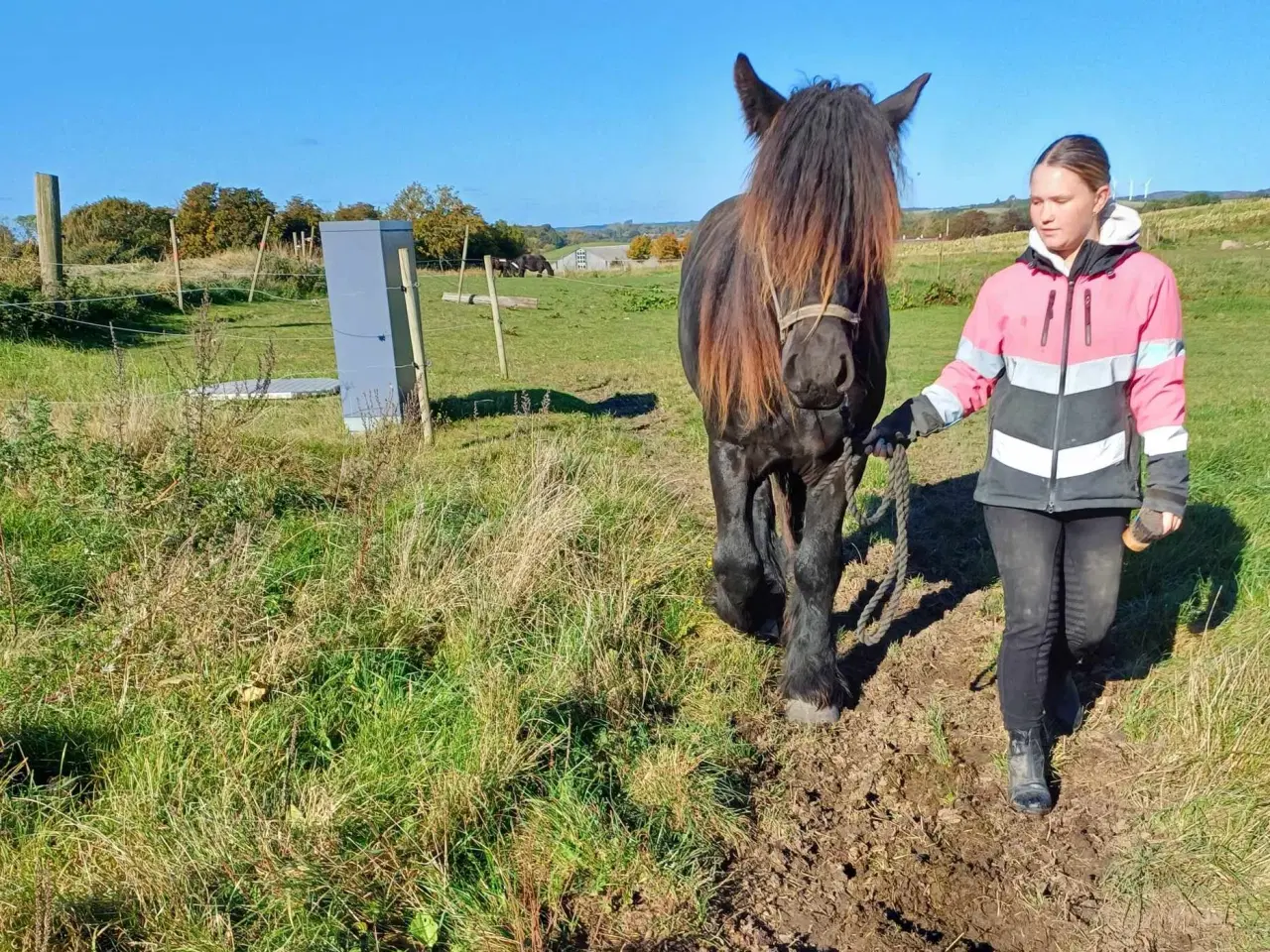 Billede 10 - Jysk hest, 2 års hingst