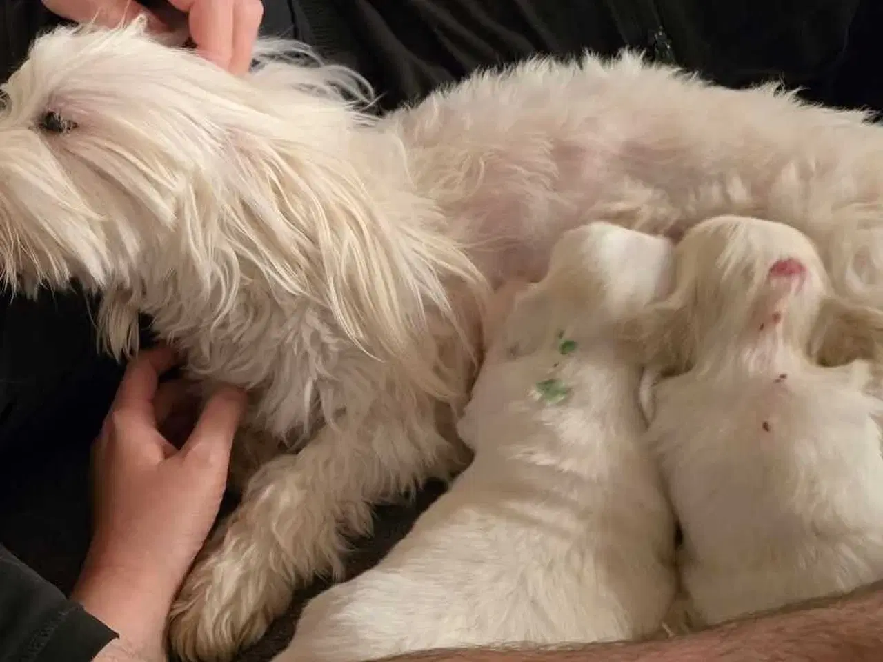 Billede 4 - Hvalpe sælges - Coton de Tulear