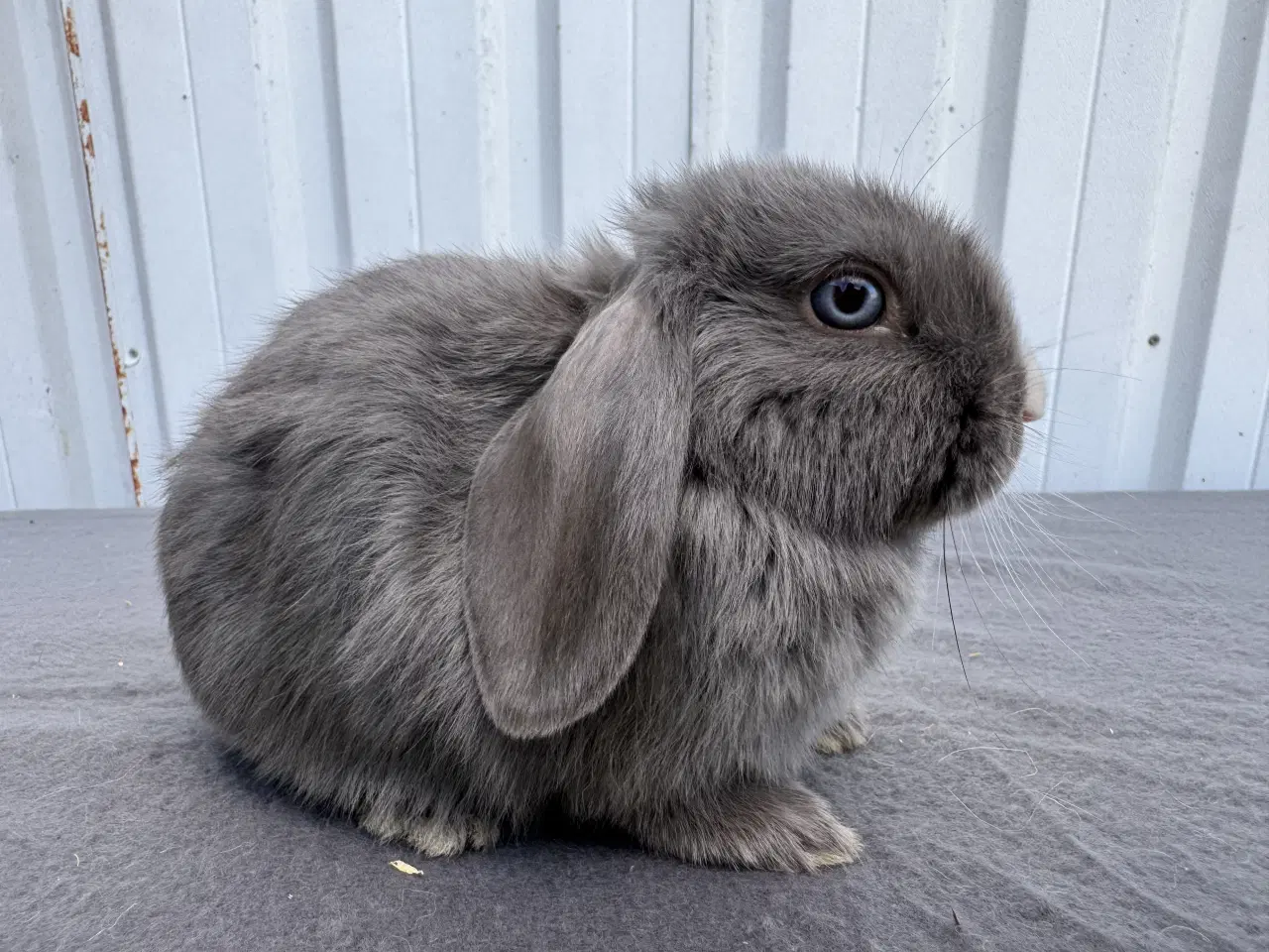 Billede 9 - 6 Dværgvædder hunner 🐰