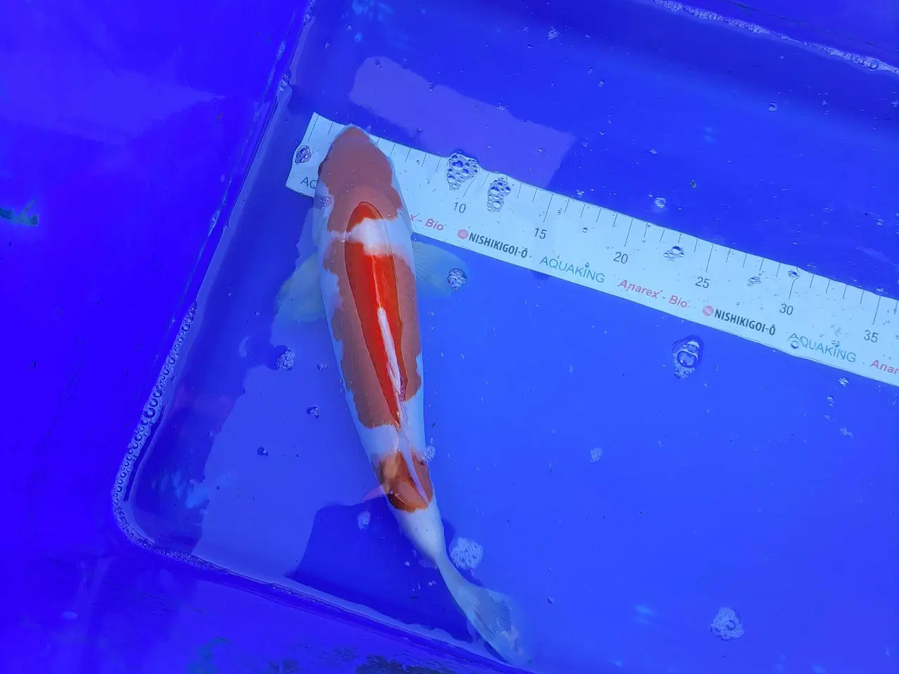 Billede 3 - Koikarper 