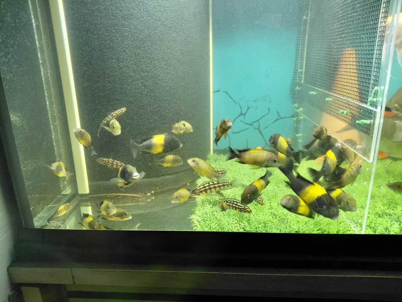 Billede 1 - Cichlider