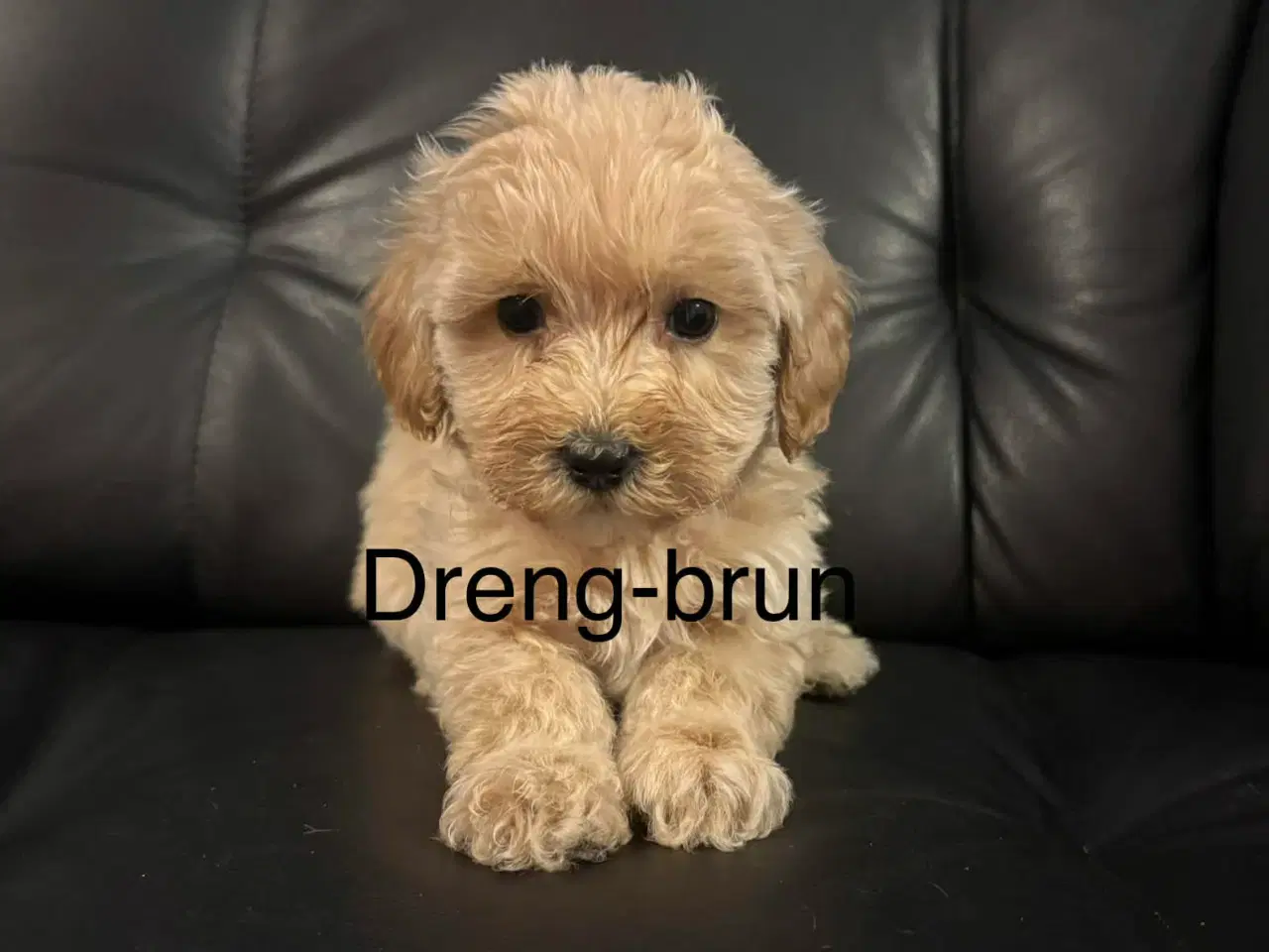 Billede 7 - Mini maltipoo 8 uger