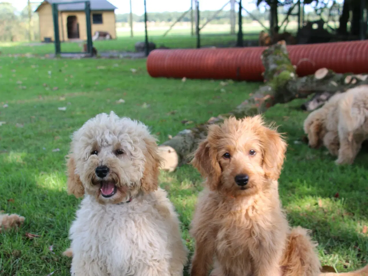 Billede 10 - Goldendoodle Doodledoodle Cavapoo