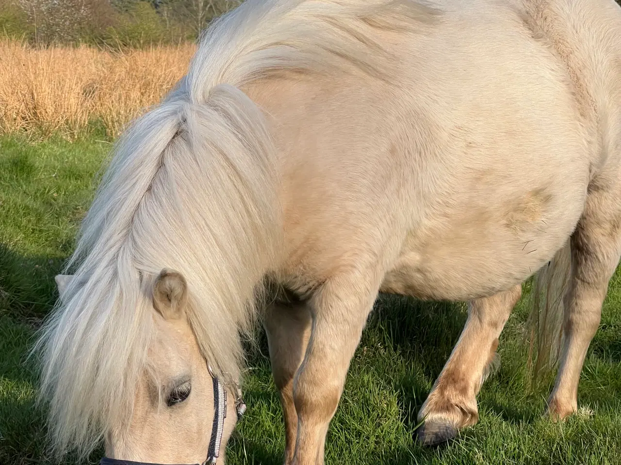 Billede 15 - Smuk Palomino Hoppe med føl 