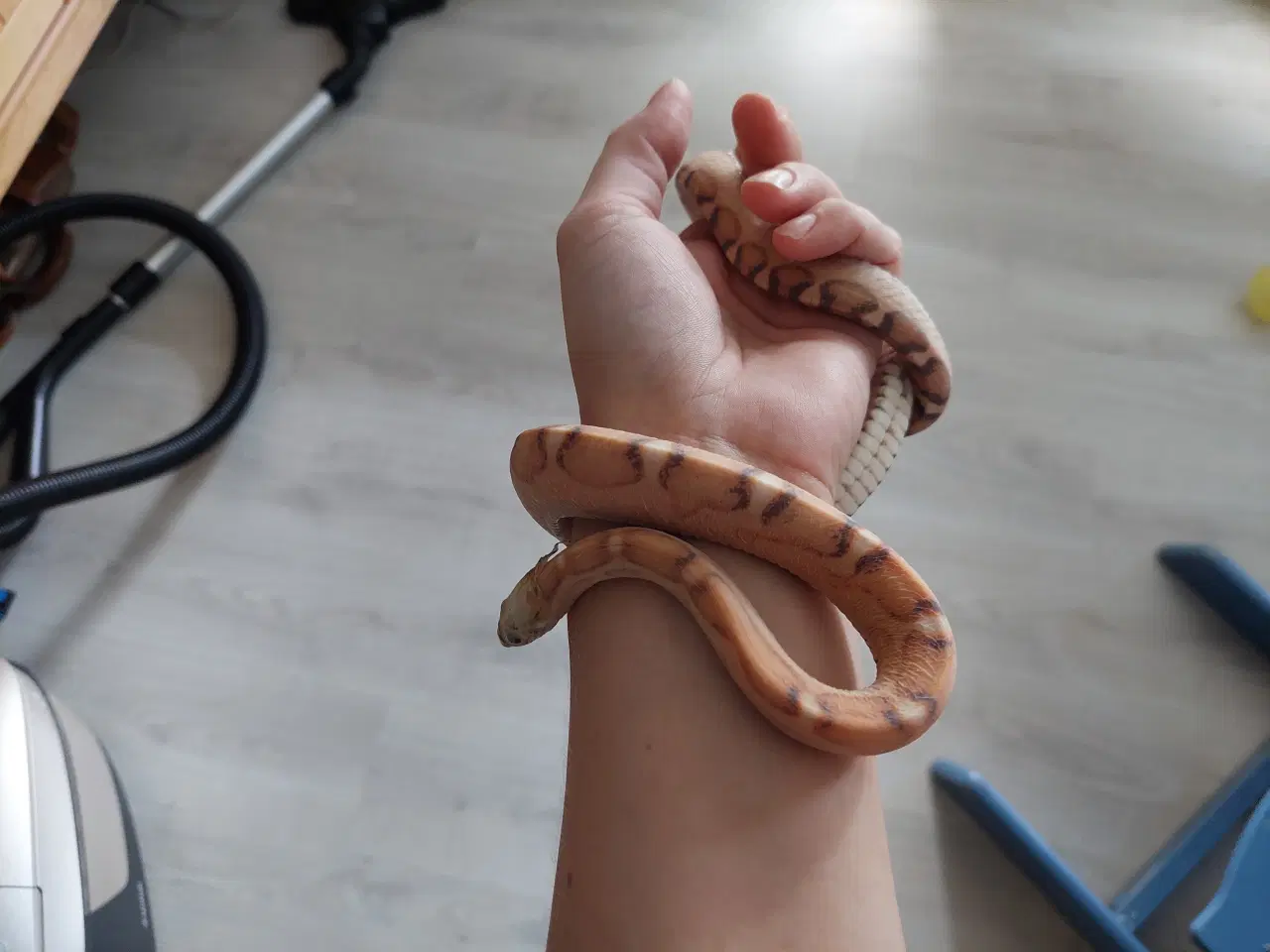 Billede 2 - Kornsnog Scaleless
