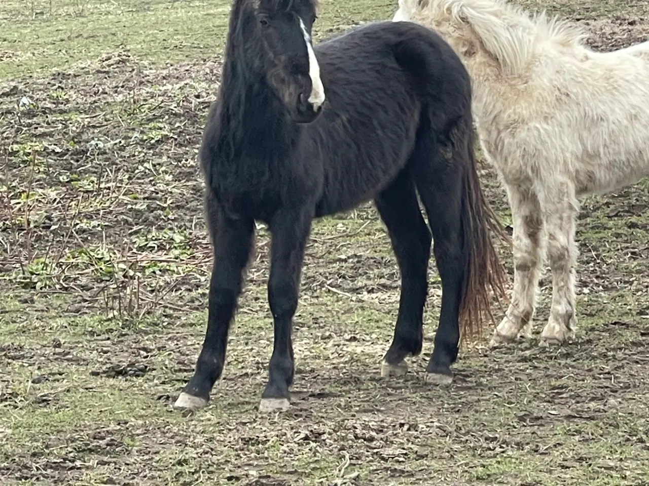 Billede 2 - Hingst, 1,5 år, halv knapstropper